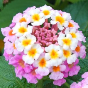 らんたな　ぴんく